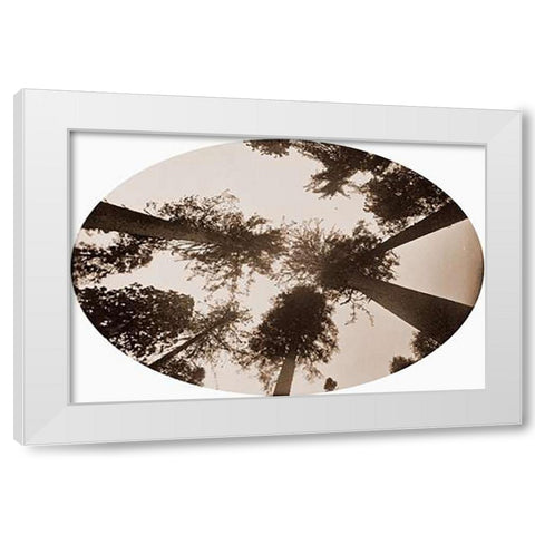 Among The Tree Tops Calaveras Grove White Modern Wood Framed Art Print by Watkins, Carleton