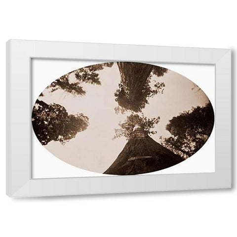 Among the Treetops, Calaveras Grove, California, 1878 White Modern Wood Framed Art Print by Watkins, Carleton