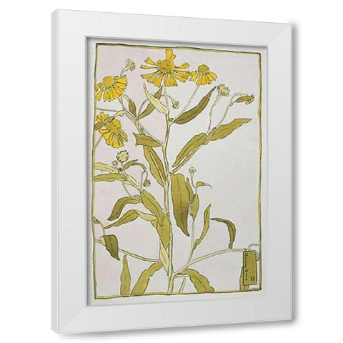Sneeze Weed White Modern Wood Framed Art Print by Overbeck, Hannah Borger