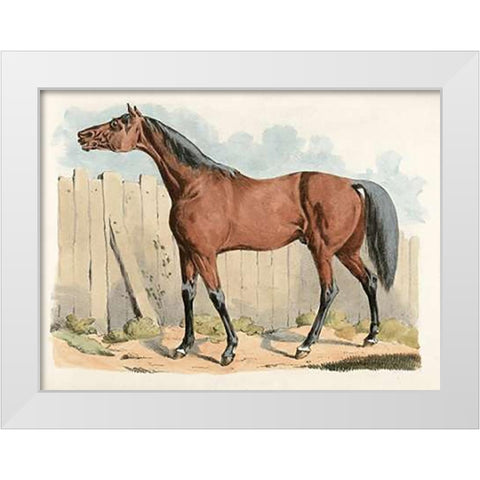 Dark-Brown Horse, 1817 White Modern Wood Framed Art Print by Alken, Henry Thomas