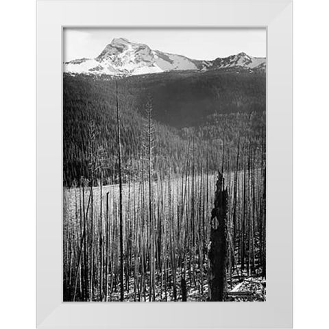 Burned Area, Glacier National Park, Montana - National Parks and Monuments, 1941 White Modern Wood Framed Art Print by Adams, Ansel