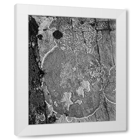 Lichons, Glacier National Park, Montana - National Parks and Monuments, 1941 White Modern Wood Framed Art Print by Adams, Ansel