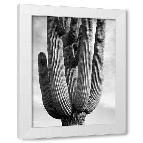 Detail of cactus Saguaros, Saguro National Monument, Arizona, ca. 1941-1942 White Modern Wood Framed Art Print by Adams, Ansel
