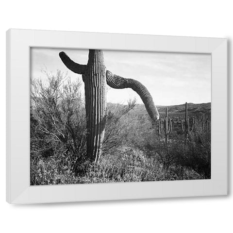 Cactus at left and surroundings, Saguaro National Monument, Arizona, ca. 1941-1942 White Modern Wood Framed Art Print by Adams, Ansel