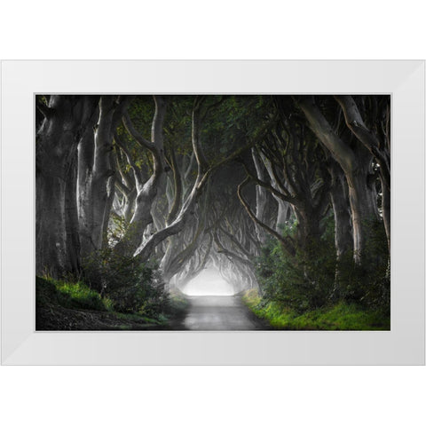 Dark Hedges White Modern Wood Framed Art Print by Molteni, Nicola