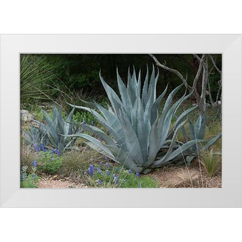 Agave and Bluebonnets at the Lady Bird Johnson Wildflower Center, near Austin, TX White Modern Wood Framed Art Print by Highsmith, Carol