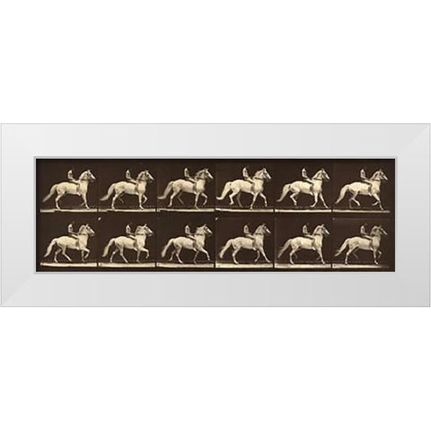 Motion Study: Man Riding A Horse White Modern Wood Framed Art Print by Muybridge, Eadweard