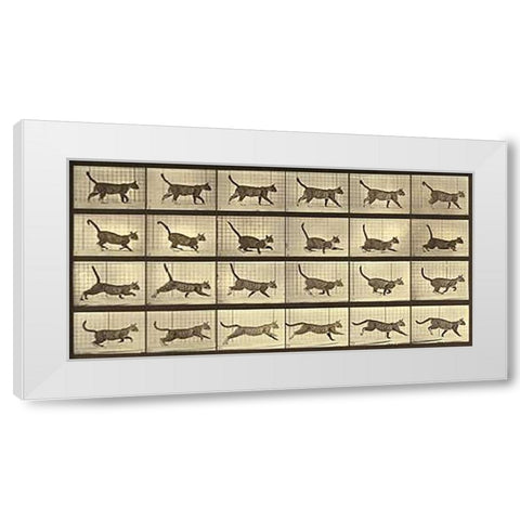 Motion Study: Running Cat White Modern Wood Framed Art Print by Muybridge, Eadweard