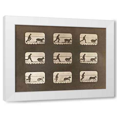 Motion Study: Man Chasing A Goat White Modern Wood Framed Art Print by Muybridge, Eadweard