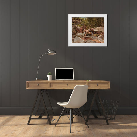 Study North Conway New Hampshire White Modern Wood Framed Art Print by Johnson, David