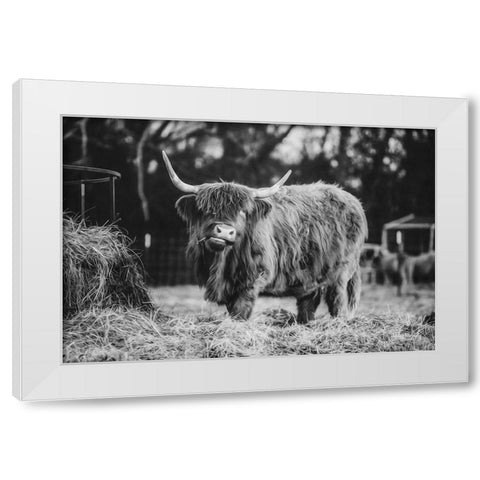Hungry Cow I White Modern Wood Framed Art Print by Diener, Dakota