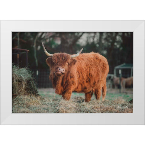 Hungry Cow I White Modern Wood Framed Art Print by Diener, Dakota