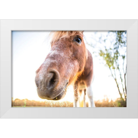 Hi Horse White Modern Wood Framed Art Print by Quillen, Donnie