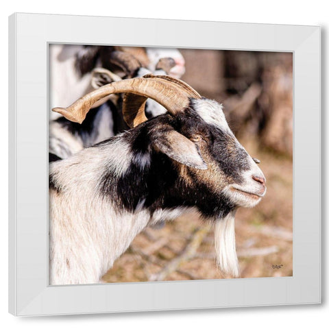 Bearded Side Goat White Modern Wood Framed Art Print by Quillen, Donnie
