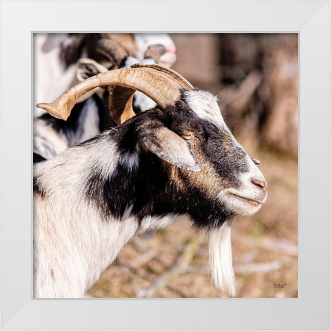 Bearded Side Goat White Modern Wood Framed Art Print by Quillen, Donnie