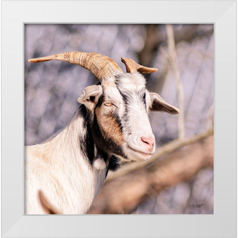 Brown Goat White Modern Wood Framed Art Print by Quillen, Donnie