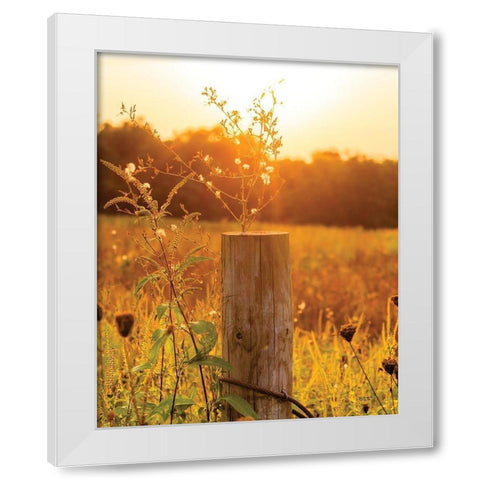 Post White Modern Wood Framed Art Print by Quillen, Donnie