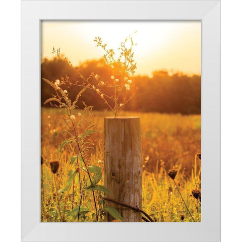 Post White Modern Wood Framed Art Print by Quillen, Donnie
