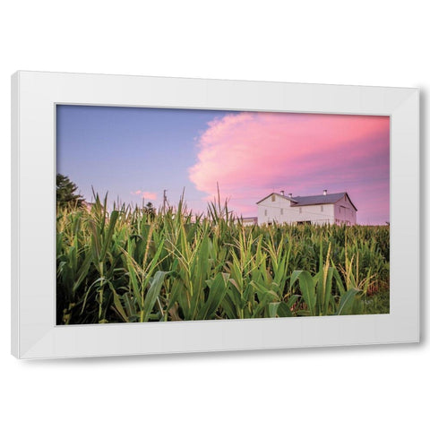 Corn Crop White Modern Wood Framed Art Print by Quillen, Donnie