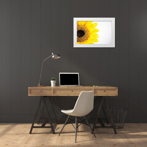 Sunflower Close-up White Modern Wood Framed Art Print by Quillen, Donnie
