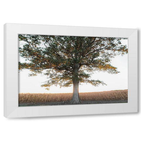 Cornfield at Sunset White Modern Wood Framed Art Print by Quillen, Donnie
