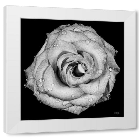 A Love Lost White Modern Wood Framed Art Print by Quillen, Donnie