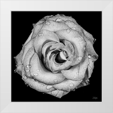 A Love Lost White Modern Wood Framed Art Print by Quillen, Donnie