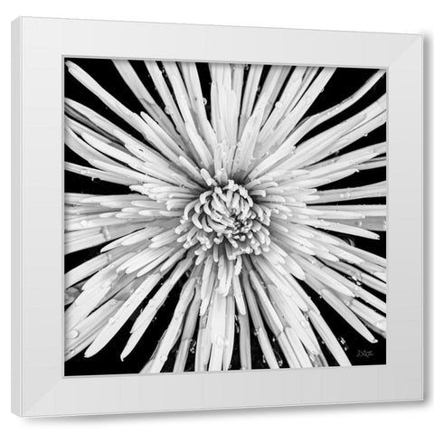 Black and White Love White Modern Wood Framed Art Print by Quillen, Donnie