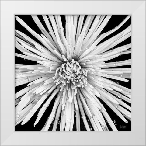 Black and White Love White Modern Wood Framed Art Print by Quillen, Donnie