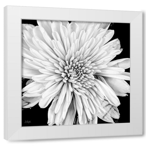 Black and White Love II White Modern Wood Framed Art Print by Quillen, Donnie