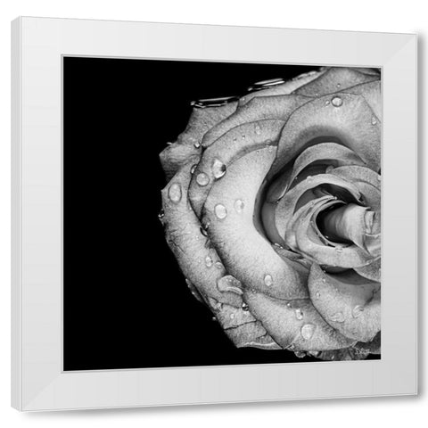 Lost Love White Modern Wood Framed Art Print by Quillen, Donnie