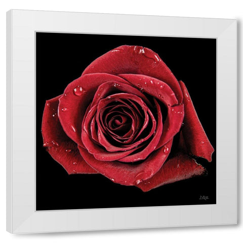 Broken Heart Rose White Modern Wood Framed Art Print by Quillen, Donnie