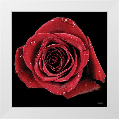 Broken Heart Rose White Modern Wood Framed Art Print by Quillen, Donnie