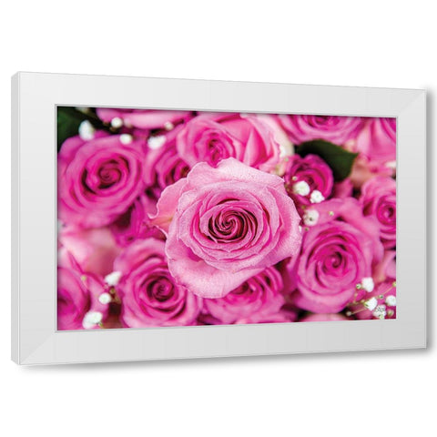 Fuchsia Roses White Modern Wood Framed Art Print by Quillen, Donnie