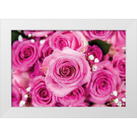 Fuchsia Roses White Modern Wood Framed Art Print by Quillen, Donnie