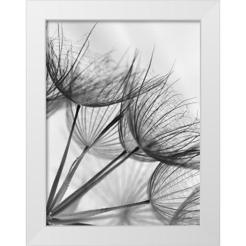 Goatsbeard II White Modern Wood Framed Art Print by Deiter, Lori