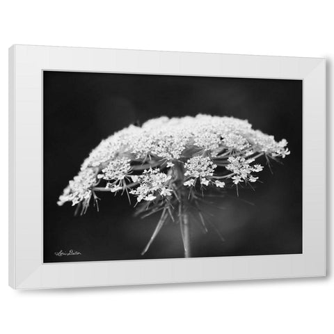 Queen Annes Lace White Modern Wood Framed Art Print by Deiter, Lori