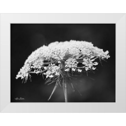 Queen Annes Lace White Modern Wood Framed Art Print by Deiter, Lori