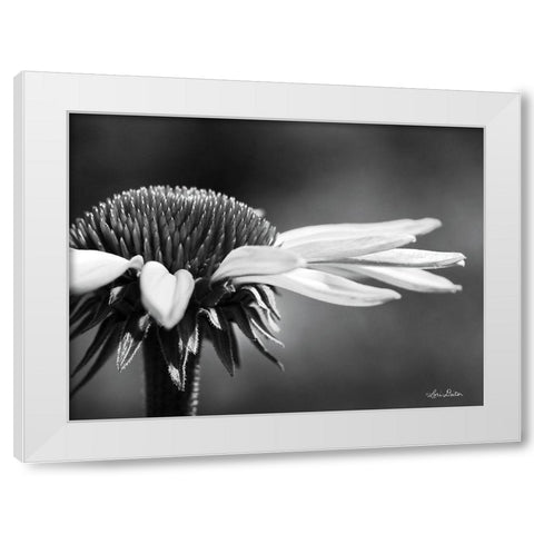 Coneflower White Modern Wood Framed Art Print by Deiter, Lori