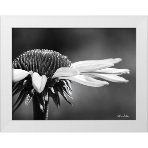 Coneflower White Modern Wood Framed Art Print by Deiter, Lori