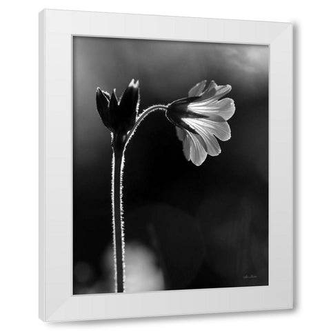 Black and White Flower White Modern Wood Framed Art Print by Deiter, Lori