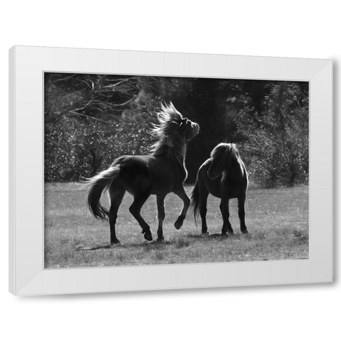 Black And White Assateague Horses White Modern Wood Framed Art Print by Deiter, Lori