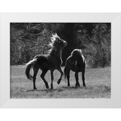Black And White Assateague Horses White Modern Wood Framed Art Print by Deiter, Lori
