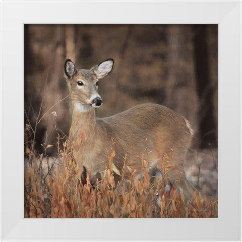 Whitetail Deer White Modern Wood Framed Art Print by Deiter, Lori