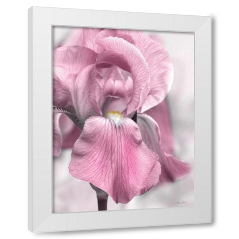 Pink Iris White Modern Wood Framed Art Print by Deiter, Lori