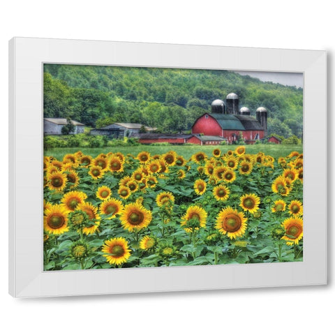 Sunflower Farm White Modern Wood Framed Art Print by Deiter, Lori