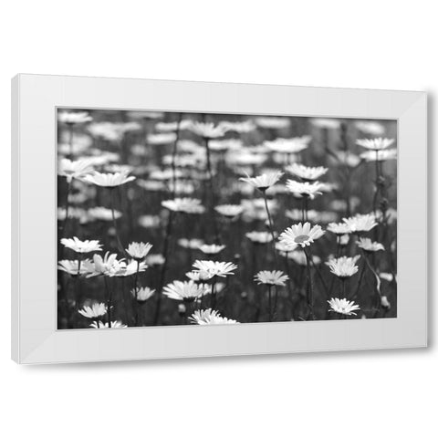Daisy Dreams White Modern Wood Framed Art Print by Deiter, Lori