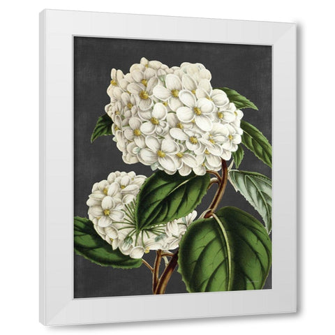Hydrangea White Modern Wood Framed Art Print by Lettered And Lined