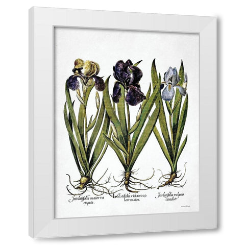 Iris Botanical I White Modern Wood Framed Art Print by Lettered And Lined