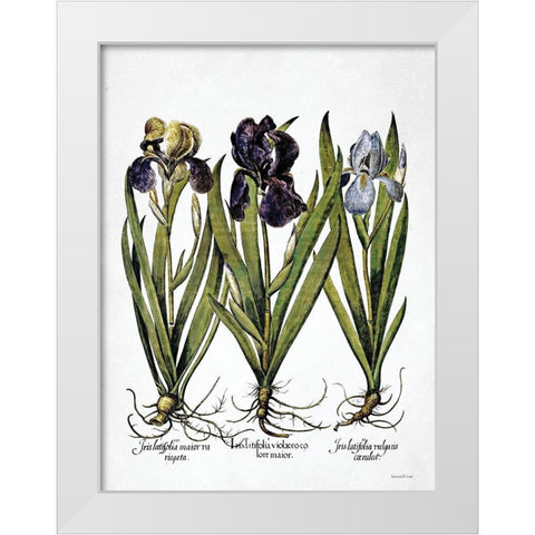 Iris Botanical I White Modern Wood Framed Art Print by Lettered And Lined
